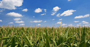 Corn field with blue sky
